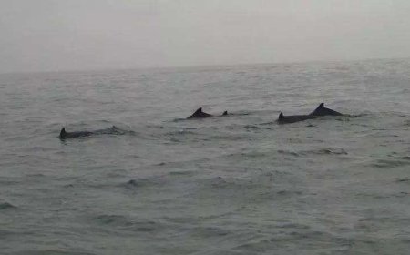 Three day dolphin census begins in Odisha