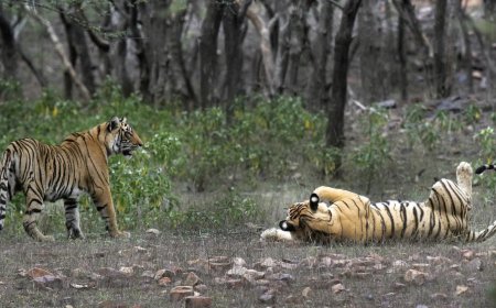 Since 2006, Tiger-occupied Territory Expanded 2.9-sqkm/year In India: Study