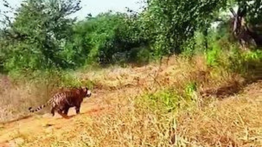 Straying Sariska tiger found in kitchen