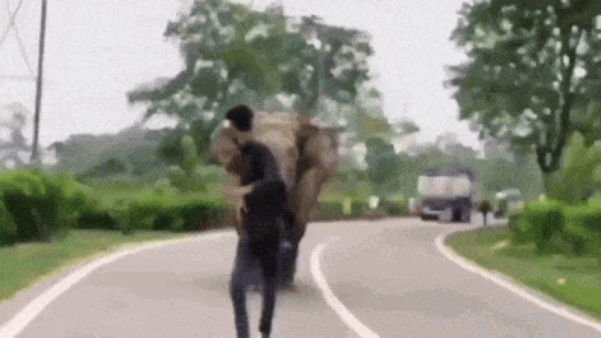Watch: Elephant chases man, man chases elephant; IFS warns don't 'for your fun'