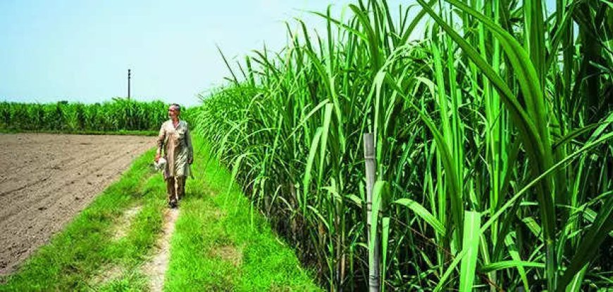 Maha backs Rs 1,104 crore loans to sugar co-ops linked to Mahayuti leaders