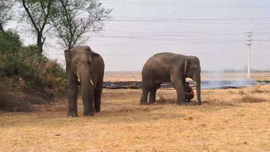 Haathi kiska saathi? Battle for jumbo that crossed border