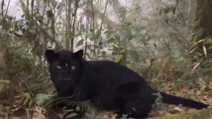 Glimpse of Bagheera: IFS officer shares video of rare black panther in North Bengal