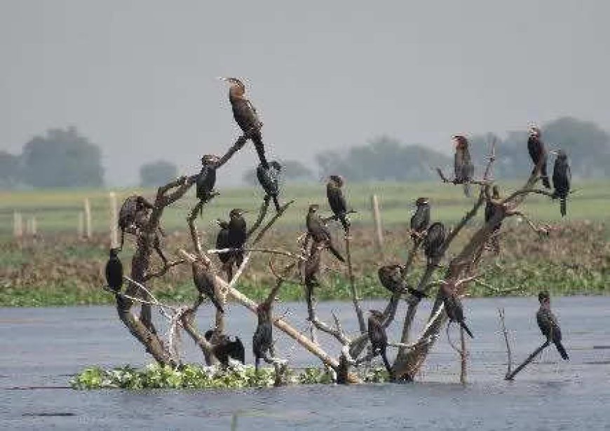 4 more wetlands in India get Ramsar tag, Jharkhand and Sikkim get their first ones in the list