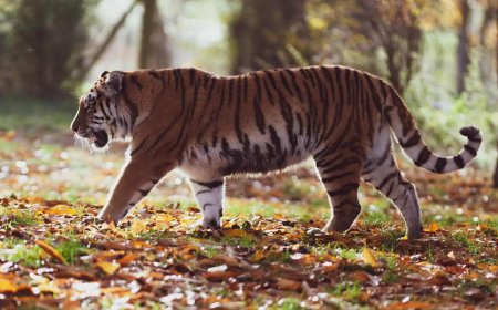 Tiger territory up 30% between 2006 & 2018: Study