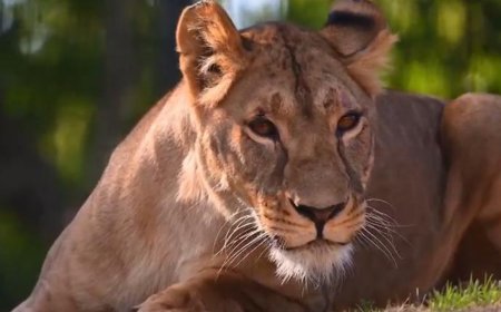 International Big Cat Alliance comes into force as a global legal entity