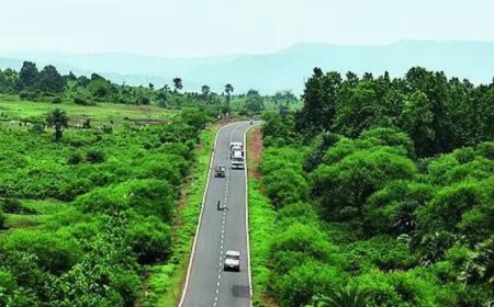 SC to government: Don't do anything that shrinks forests