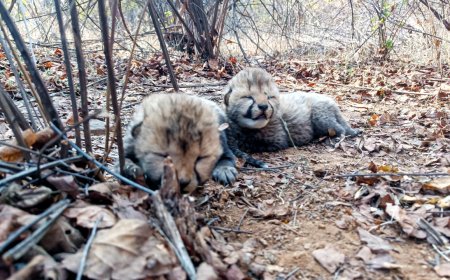 Cheetah Veera gives birth to two cubs at Kuno National Park