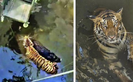 Tigress in 'boar' well: Prey and hunter's joint survival tale