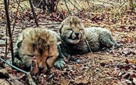 2 more cheetah births take Kuno National Park tally to 26