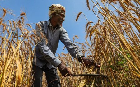High daytime temperatures threaten UP wheat crop