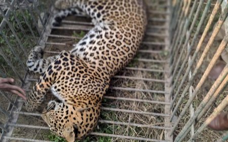 Caught in wire trap laid by poachers, leopard dies of starvation in Maharashtra