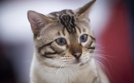 CCTV uncovers feline culprit after meat in Shiva Temple sparks protest