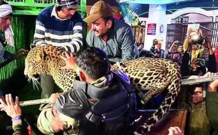 A wedding that went wild with a purr-fect gatecrasher