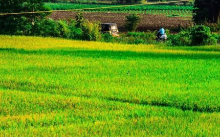 Agent grabs family's 4.5-acre farmland worth Rs 1 crore