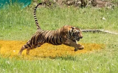 Tiger cub killed in Uttarakhand hit-&-run