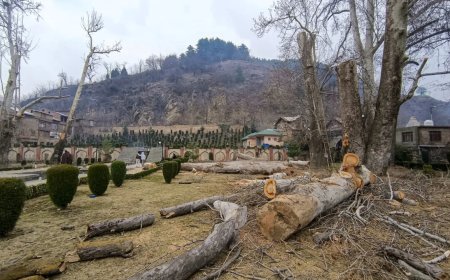 Chinar trees 'felled' in J-K's Anantnag, NC's Bijbehara MLA seeks probe