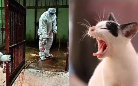 Avian influenza (H5N1) in India: Bird flu detected in 3 more pet cats, a live bird