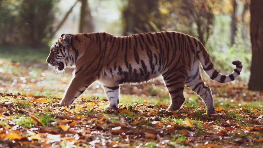 Tiger territory up 30% between 2006 & 2018: Study