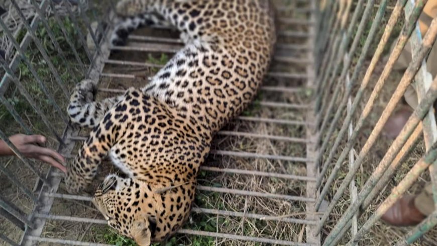 Caught in wire trap laid by poachers, leopard dies of starvation in Maharashtra