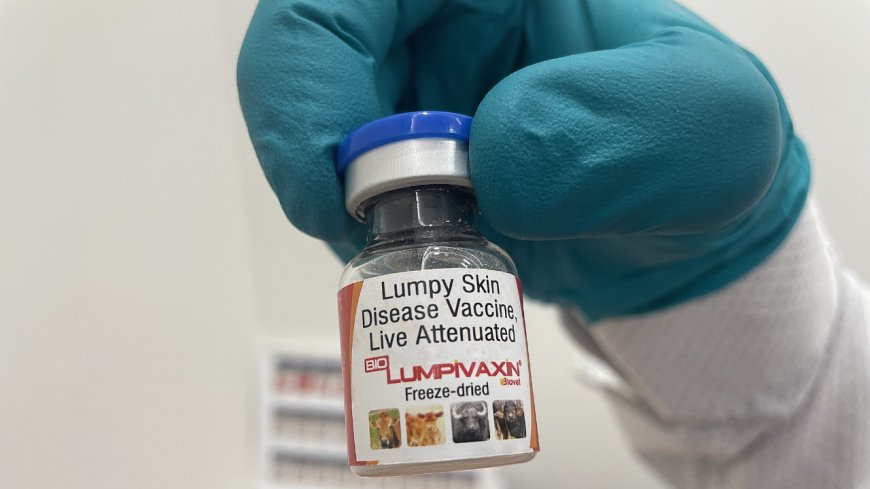 Bharat Biotech arm Biovet gets CDSCO nod for lumpy skin disease vax for cattle