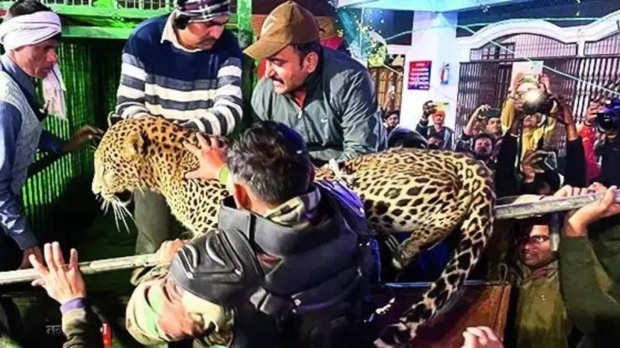 A wedding that went wild with a purr-fect gatecrasher