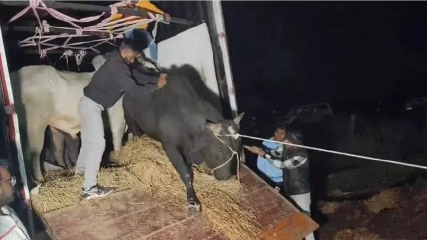 'Cow smugglers' open fire at Raj Bajrang Dal activists, one injured