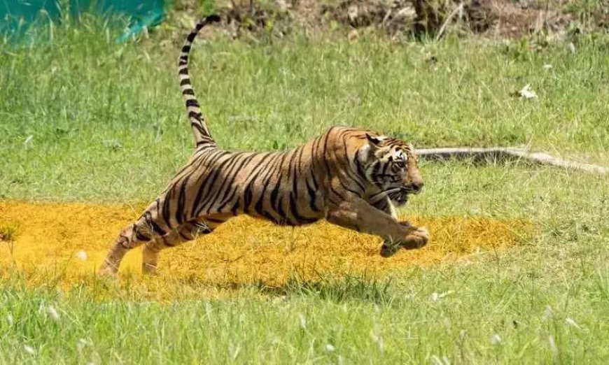 Tiger cub killed in Uttarakhand hit-&-run
