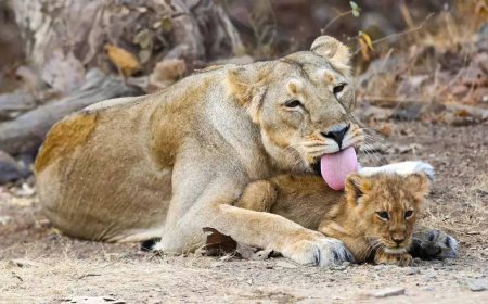 286 lions died in Gujarat in last 2 years