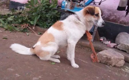 Pet dog fights off prowling leopard cub, saves mom-daughter duo in Uttarakhand's Bageshwar