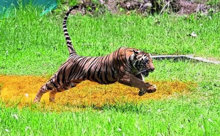 Madhav National Park in MP India’s 58th tiger reserve now
