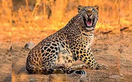 Psychologist kills leopard, saves pet dog's life in Maharashtra