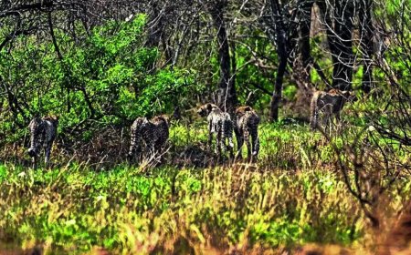 Cheetah Gamini, her 4 cubs released into the wild