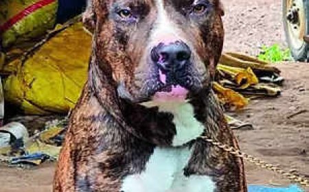 Pitbull saves family, dies of cobra bite