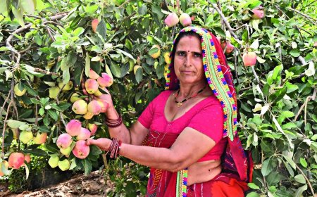 Apples from Thar: Rajasthan farmers cultivate a taste of Himalayas