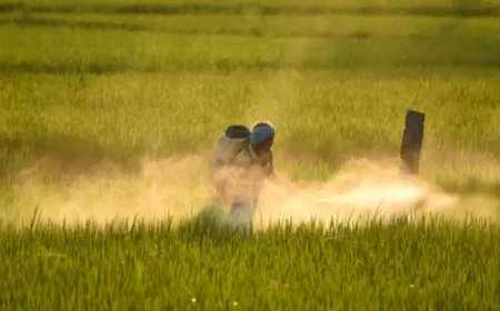 Rs 37,216 crore subsidy on fertilisers approved