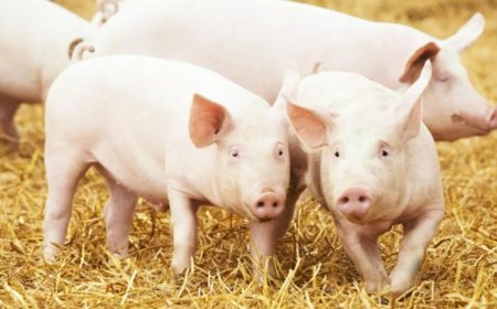 African swine fever kills over 500 pigs in Mizoram this year; all you need to know