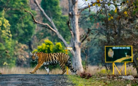 Tiger found dead in Corbett, 5th such case in Uttarakhand this year