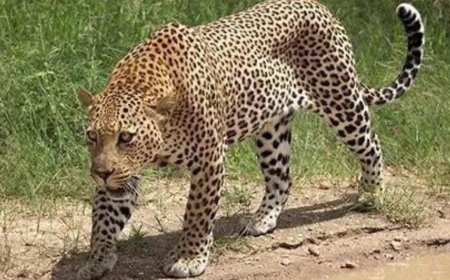 Man fights off leopard, saves dad, gets hurt