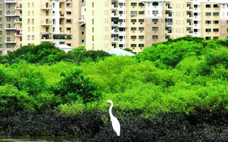 Mumbai residents show 'will to pay' for mangrove conservation