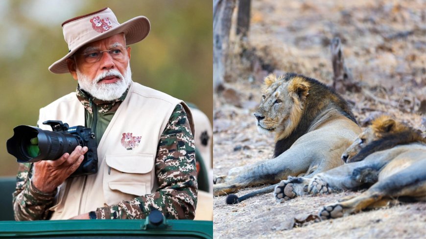 Watch: On World Wildlife Day, PM Modi takes a lion safari at Gir National Park