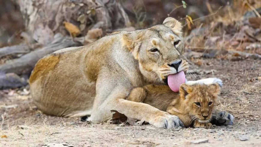 286 lions died in Gujarat in last 2 years