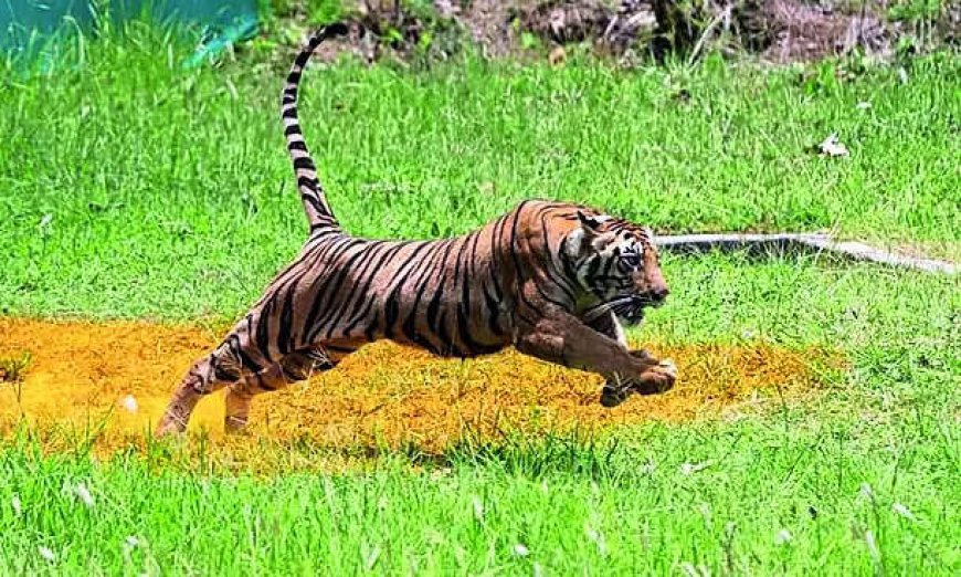 Madhav National Park in MP India’s 58th tiger reserve now