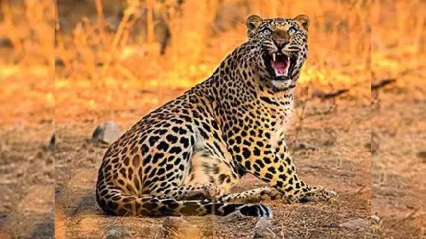 Psychologist kills leopard, saves pet dog's life in Maharashtra