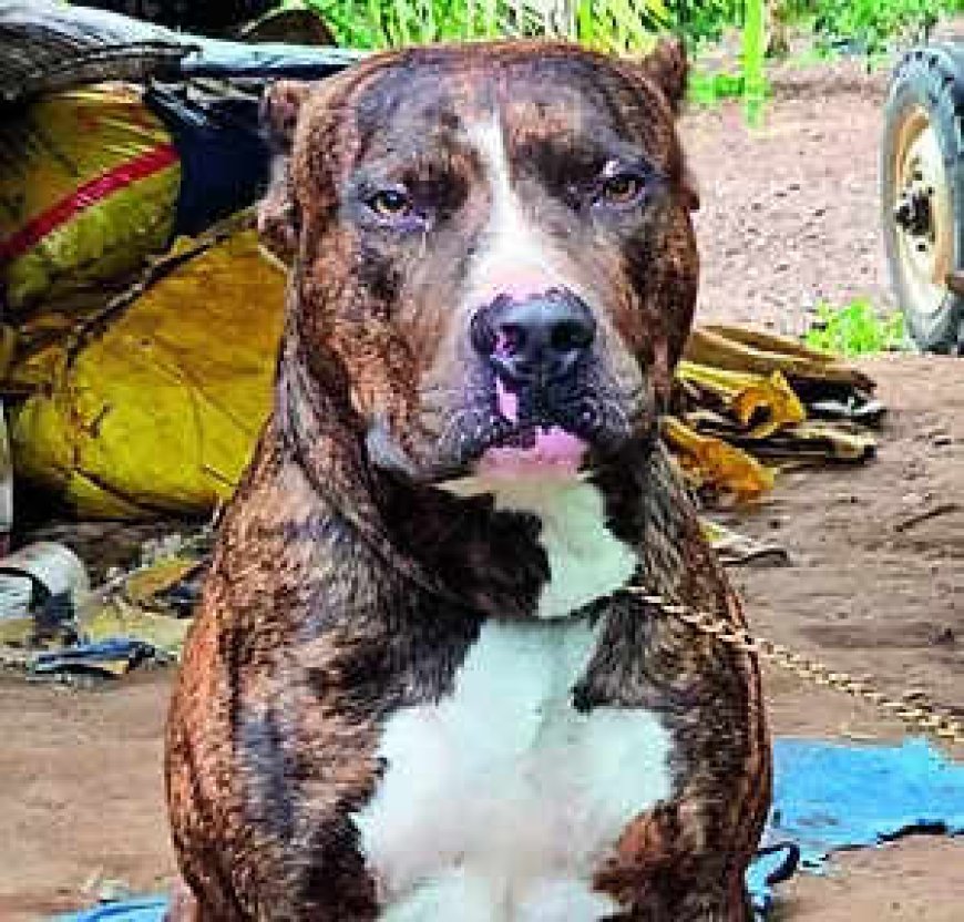Pitbull saves family, dies of cobra bite