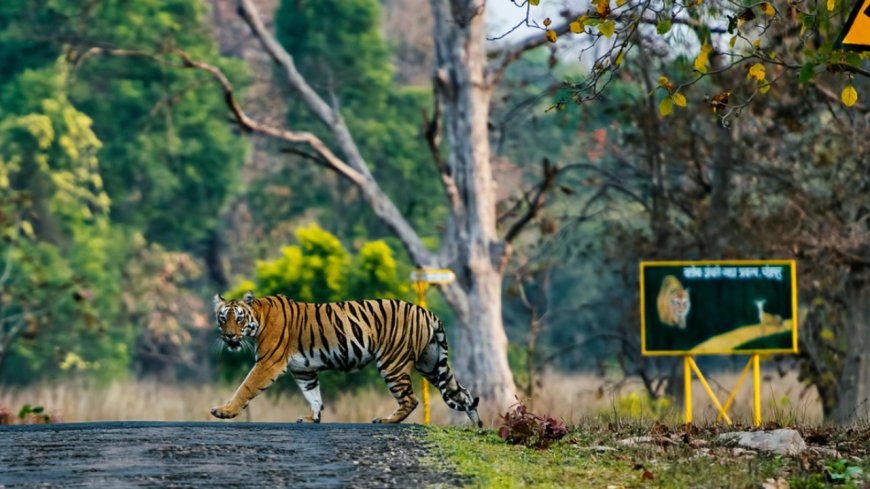 Tiger found dead in Corbett, 5th such case in Uttarakhand this year