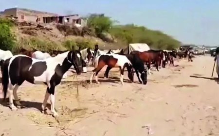 Land not available, Kashipur's historic horse market shuts down
