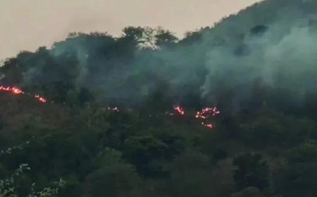 Tamil Nadu forest fire guts rare medicinal herbs