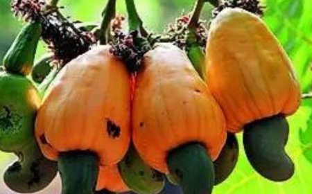 Kernel of calm for Goa's cashew business as Trump hits 90-day pause on higher tariffs