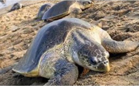 'Marco Polo of turtles' swims from Odisha to Maharashtra for double nesting